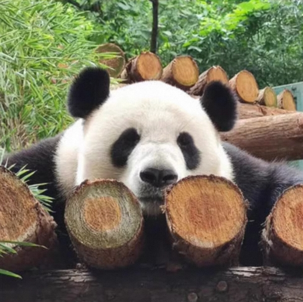 【勿拍】南京红山森林公园大门票 看大熊猫亲子游